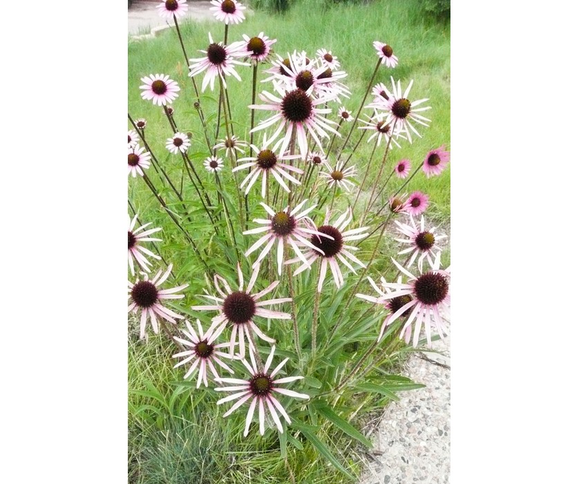Tennessee Purple Coneflower